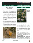 Erigeron rhizomatus Zuni Fleabane